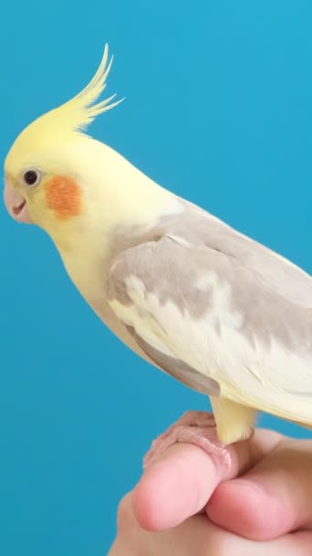 Close Corella Parrot Sitting Finger Blue Background Tropical Bird Vertical — Stock Video