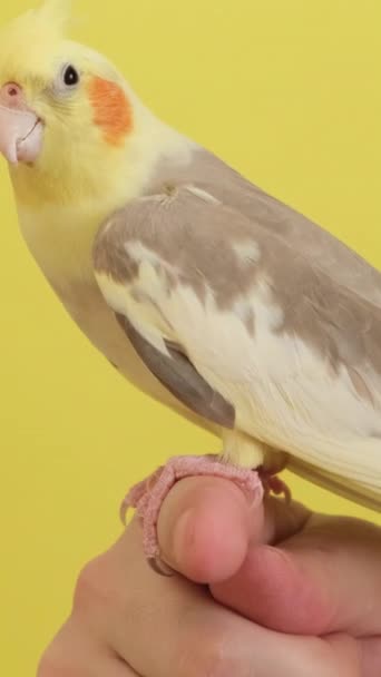 Чоловік Тримає Свій Домашній Улюблений Папуга Корели Папуга Жовтому Тлі — стокове відео