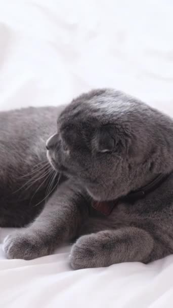 Bir Adam Gri Bir Kedinin Tüylerini Temizler Kedilerde Tüy Dökme — Stok video