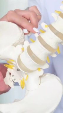 Omurga iskeletinin plastik modelinin yakın çekimi. Bir doktor tarafından kas iskeleti sisteminin görsel muayenesi. Dikey video