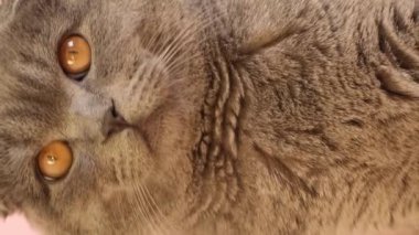 Pembe arka planda sarı gözlü İskoç gri kedisi. Kedi yakın plan. Dikey video