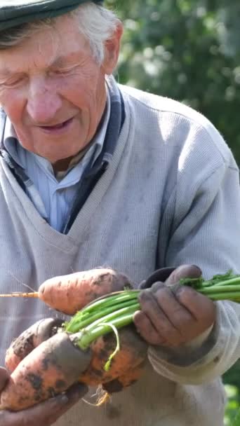 Egy Idősebb Férfi Farmer Áll Mezőn Frissen Szedett Répát Tart — Stock videók