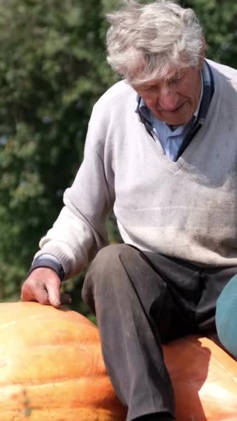 Szczęśliwy Stary Rolnik Siedzi Jesiennych Zbiorach Dużych Dyń Sprzedaż Dyń — Wideo stockowe