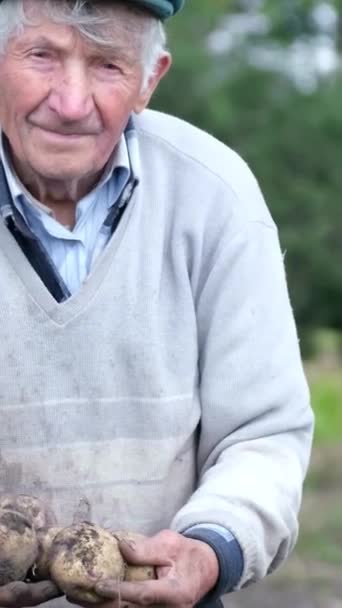 昔の農家は 彼の有機野菜を示しています 畑に立って新鮮に収穫されたジャガイモを収穫した上級男性農家 バーティカルビデオ — ストック動画
