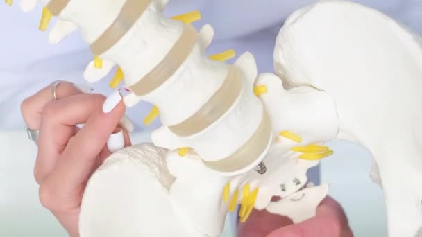 Omurga Iskeletinin Plastik Modelinin Yakın Çekimi Bir Doktor Tarafından Kas — Stok video