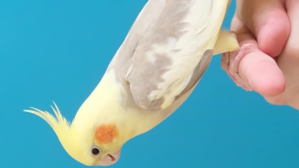 Großaufnahme Eines Corella Papageis Der Auf Einem Finger Vor Blauem — Stockvideo