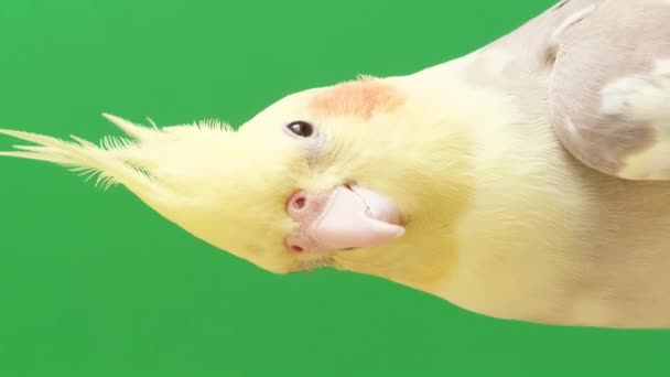 Австралійський Папуга Корела Зеленому Тлі Близько Вертикальне Відео — стокове відео