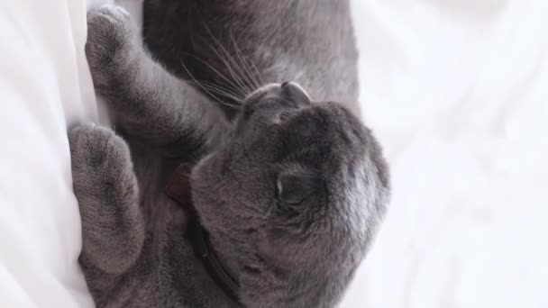 Homem Limpa Pele Gato Cinzento Período Derramamento Gatos Vídeo Vertical — Vídeo de Stock