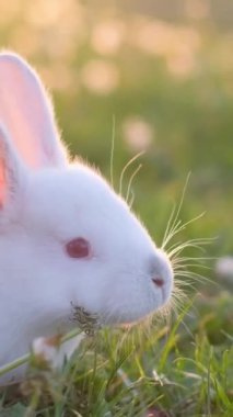 Güzel beyaz tüylü bir bebek gün batımında çimlerin üzerinde oturuyor. Bir yaz günü yeşil çimlerin üzerinde komik beyaz bir tavşan oturuyor. Paskalya sembolü. Dikey video.