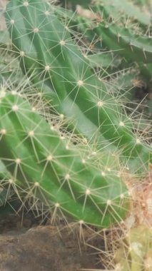 Botanik bahçesinde bir sürü farklı kaktüs var. Sergi kaktüsü. Dikey video.