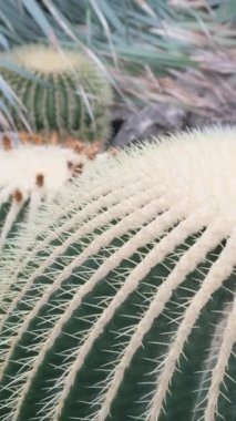 Botanik bahçesinde büyüyen bir grup kaktüs. İlaç bitkileri kaktüsü. Dikey video.