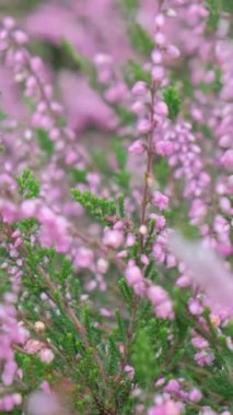Lavanta labiumaceae familyasından bir bitki cinsidir. Çiçeklerin arka planı. Aromatik çiçek. Dikey video.