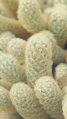 Serada bir sürü farklı kaktüs var. Egzotik kaktüs koleksiyonunun sergisi. Dikey video.