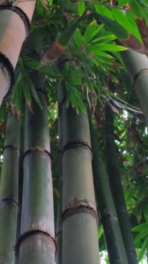 Tropikal ağaç Bambu, Asya 'nın tropikal bölgelerinde yetişen bitkiler familyasından bir bitki cinsidir. Dikey video.