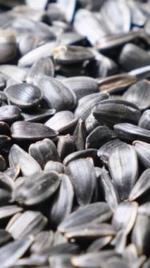 Olgun siyah ayçiçeği çekirdekleri daireler çiziyor. Sonbaharda hasat. Dikey video.