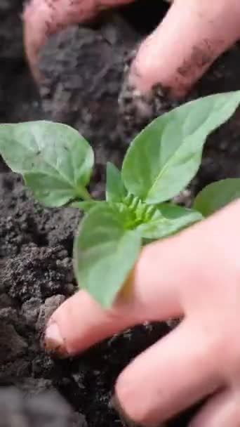 Het Planten Van Greens Droog Land Behoud Van Natuur Verticale — Stockvideo