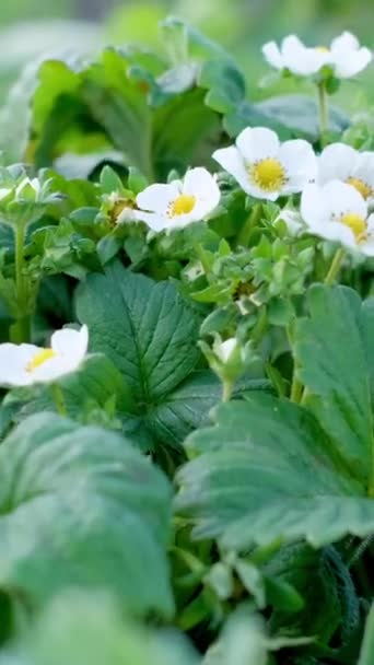Aardbei Plant Met Witte Bloemen Het Voorjaar Jonge Groene Aardbei — Stockvideo