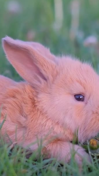 Червоний Маленький Кролик Сидить Полі Вертикальне Відео — стокове відео