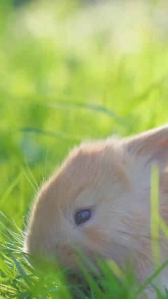 Liten Söt Kanin Sitter Bakgrunden Grönt Gräs Sommaren Fluffiga Kaniner — Stockvideo