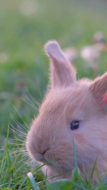 Маленький Длинноухий Кролик Сидит Поле Зеленой Траве Вертикальное Видео — стоковое видео