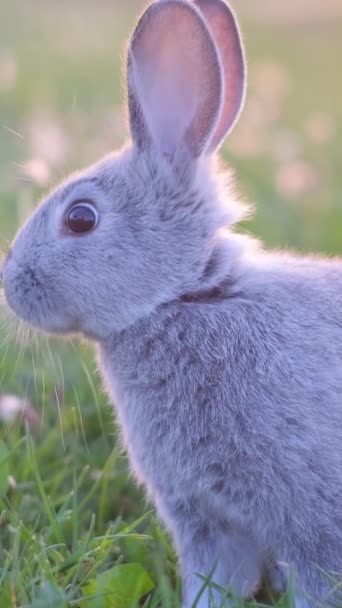 緑の草の背景にある灰色のウサギ かわいいかわいいウサギが野原に座ってカメラを見ている バーティカルビデオ — ストック動画