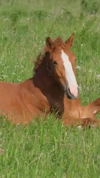 Piękny Czerwony Koń Leży Zielonej Trawie Pastwisko Słoneczny Letni Dzień — Wideo stockowe