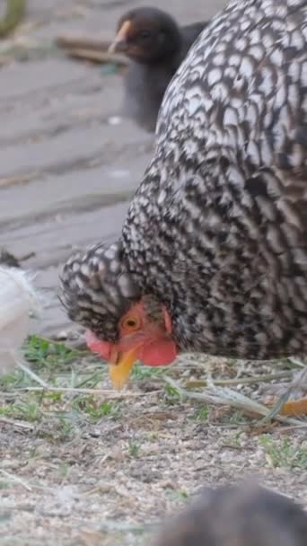 Bir Tavuk Ailesi Tahıl Yer Kümes Hayvanları Çiftliği Dikey Video — Stok video