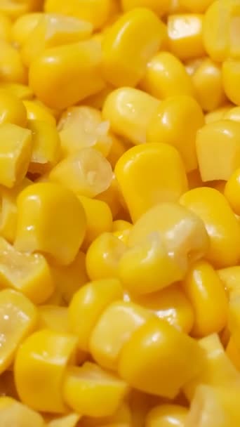 新鲜的玉米旋转成圆形 玉米背景 农业的概念 垂直录像 — 图库视频影像
