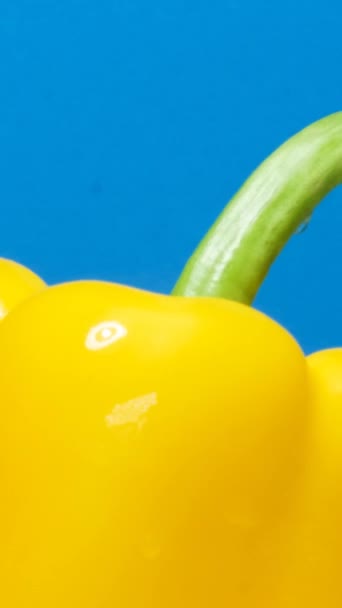 Yellow Pepper Paprika Blue Background Water Drops Rotates Circle Vertical — Stock Video