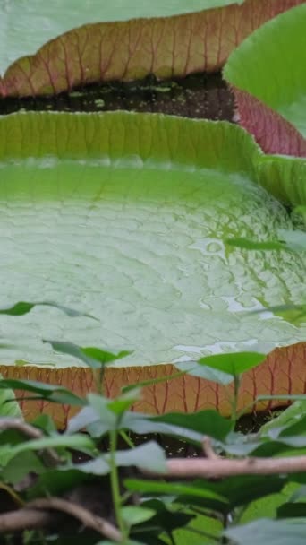 Eine Neue Art Der Riesigen Seerose Exotische Wasserpflanzen Vertikales Video — Stockvideo