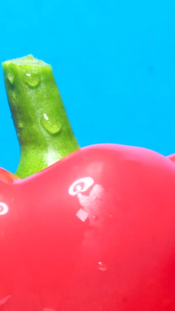 Red Paprika Pepper Blue Background Water Drops Fresh Vegetables Cooking — Stock Video