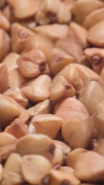 Karabuğday Hasadı Olgun Karabuğday Tohumları Daire Şeklinde Döner Makro Video — Stok video