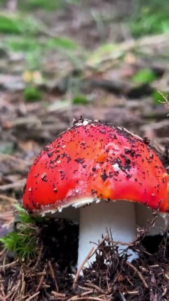 Red Toadstool Poisonous Inedible Mushrooms Vertical Video — Stock Video