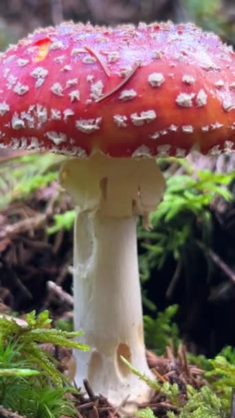 Toadstool Poisonous Hallucinogenic Mushrooms Red Mushroom Grass Close Inedible Mushrooms — Stock Video
