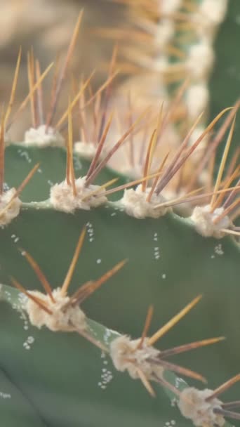 Large Cactus Large Needles Plants Common Deserts Vertical Video — Stock Video