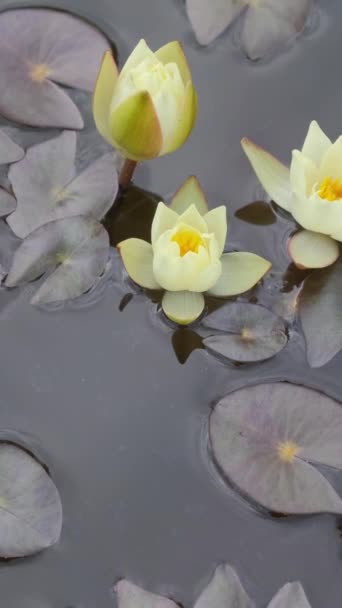 黄色い蓮の花が水面に開きました 花は赤い本に載っています バーティカルビデオ — ストック動画