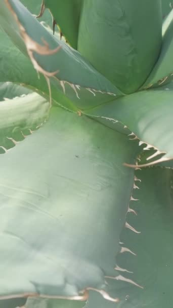 Zbliżenie Dużego Kaktusa Aloesem Roślina Lecznicza Pionowe Wideo — Wideo stockowe