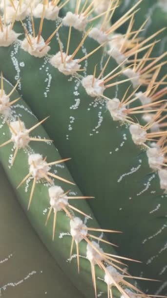 Primer Plano Cactus Verde Con Agujas Grandes Jardín Botánico Las — Vídeos de Stock