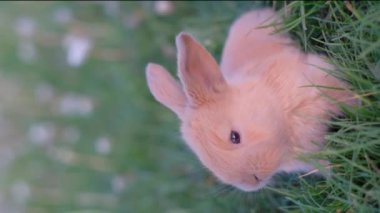 Yeşil çimlerde küçük kırmızı bir tavşanın dikey videosu. Sevimli tavşan. Dikey video.