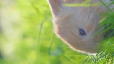 Yazın yeşil çimlerin üzerinde oturan küçük sevimli tavşan. Yumuşak tavşanlar çimlerde otlar. Dikey video.