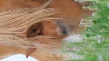 Yaz otlağında küçük bir tay otlayan kırmızı bir atın yakın plan görüntüsü. Bir at çayırda otluyor, başını yakın çekimde. Dikey video.