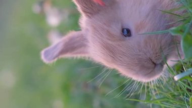 Uzun kulaklı küçük bir tavşan yeşil çimlerde bir tarlada oturuyor. Dikey video.