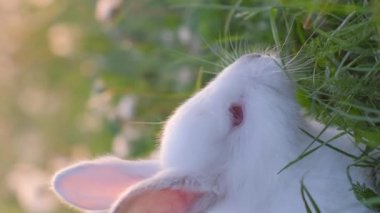 Video çerçevesi, yeşil çimlerde küçük beyaz bir tavşan. Sevimli tavşan. Dikey video.