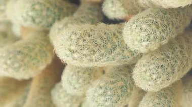 Serada bir sürü farklı kaktüs var. Egzotik kaktüs koleksiyonunun sergisi. Dikey video.