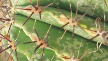 Sergideki kaktüs bahçesi. Serada bir sürü farklı kaktüs var. Egzotik kaktüs koleksiyonunun sergisi. Dikey video.