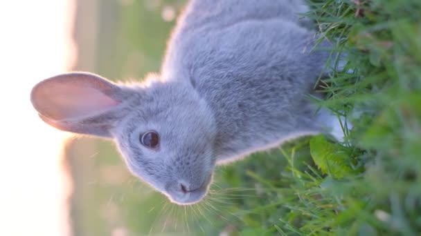 縦のビデオ 緑の草のウサギ かわいいかわいいウサギが野原に座ってカメラを見ている バーティカルビデオ — ストック動画