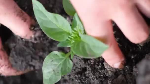 Plantar Verduras Tierra Firme Conservación Naturaleza Vídeo Vertical — Vídeo de stock