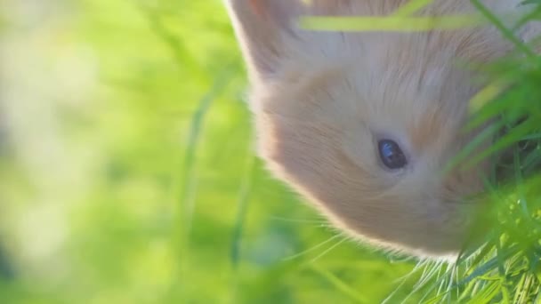 Liten Söt Kanin Sitter Bakgrunden Grönt Gräs Sommaren Fluffiga Kaniner — Stockvideo
