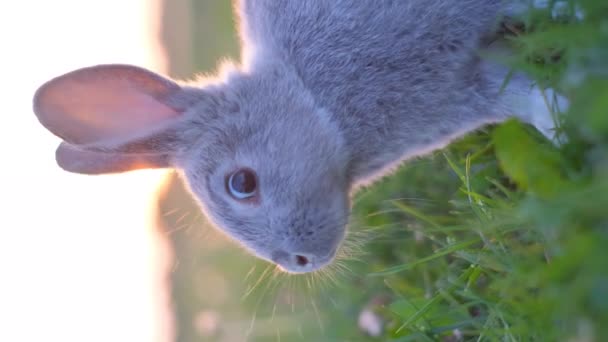垂直录像 一只美丽的小兔子正坐在田野里 垂直录像 — 图库视频影像