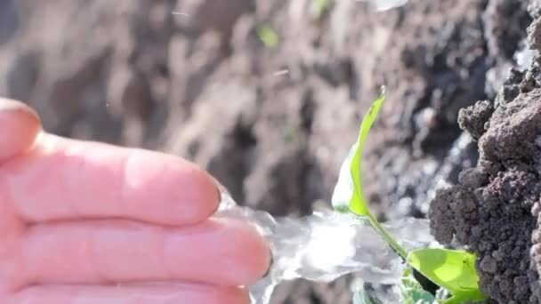 Bevattning Gröna Växter Torra Land Ett Ruttet Klimat Vertikal Video — Stockvideo